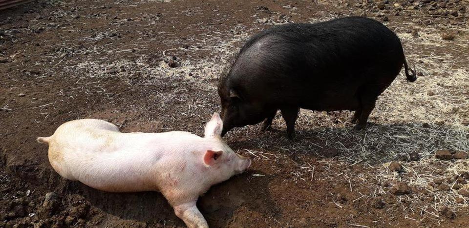 Le Gite Du Koniambo Voh Ngoại thất bức ảnh